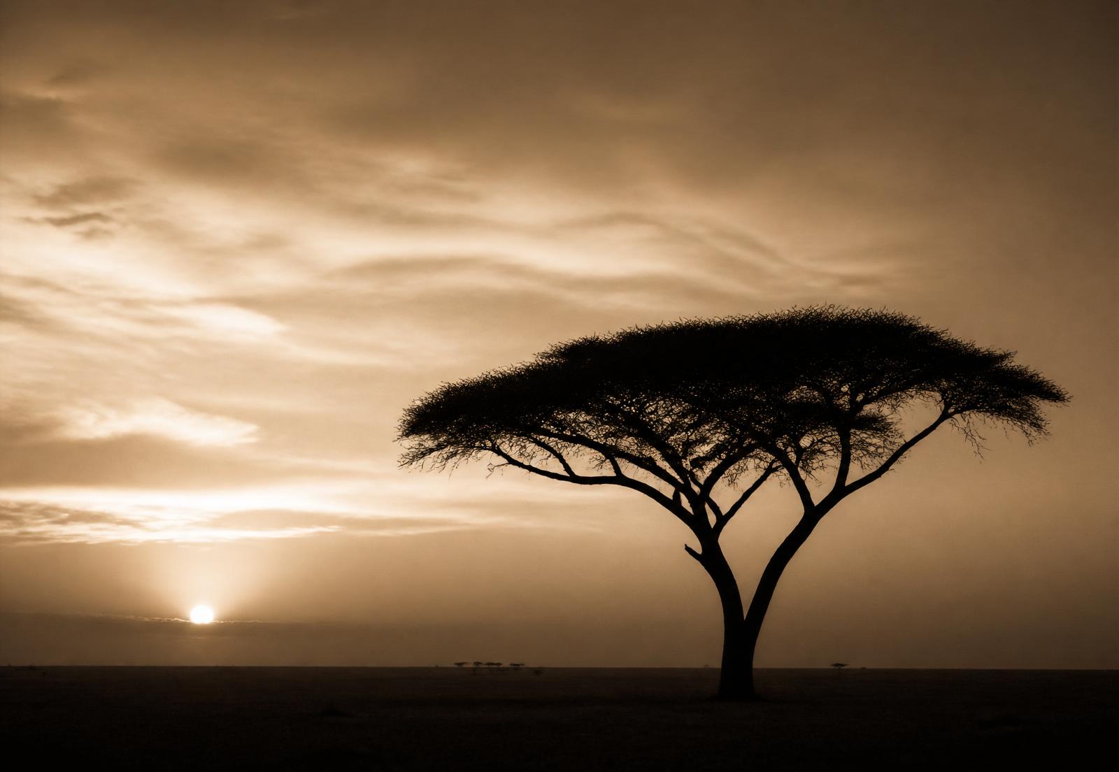 An acacia tree at sunset on the African savanna